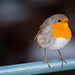 Robin Robins Photo 14