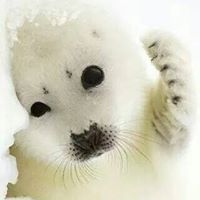 Teresa Farrar Photo 16