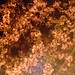 Cherry Sparks Photo 11