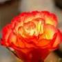 Mohamed Naser Photo 26