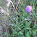 Rose Fields Photo 38