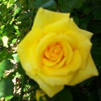 Lee Newkirk Photo 20
