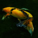 Geoffrey Fish Photo 5