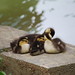 Duck Chu Photo 6