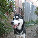 James Husky Photo 9