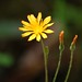Cynthia Flowers Photo 15
