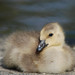 Brian Maskell Photo 11
