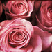 Terry Rose Photo 40