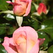 Rose Ross Photo 43