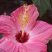 Linda Bloom Photo 16