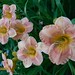 Janet Gordon Photo 33