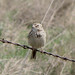 Larry Sparrow Photo 14