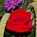 Rose Anglin Photo 8