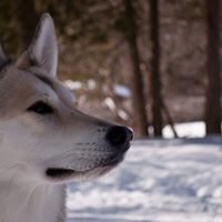 Corey Nickerson Photo 12