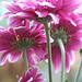 Joy Flowers Photo 18