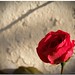 Rose Castellano Photo 10