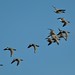 Brant Lang Photo 11