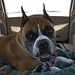Arthur Boxer Photo 12