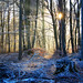 Jan Wald Photo 5