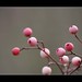 Berry Gray Photo 12