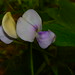Jiang Ye Photo 10