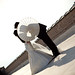 Michael Diep Photo 26