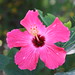 Sharon Hudson Photo 33