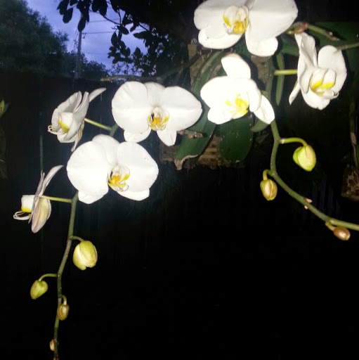 Susan Cotton Photo 20