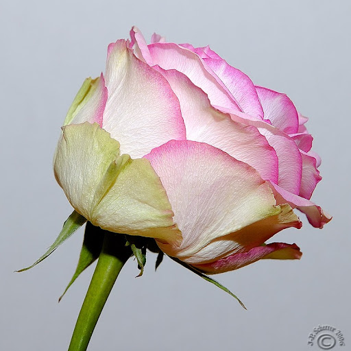 Julie Russell Photo 41
