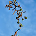 Hazel Branch Photo 12