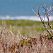 Scott Waddell Photo 35