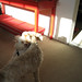 Bobby Archie Photo 10