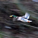 James Bothwell Photo 16
