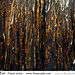 Ron Sharp Photo 10