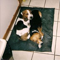 Deborah Bentrup Photo 4