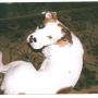 Stacey Puckett Photo 21