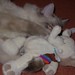 Sarah Humphreys Photo 16