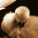 Pamela Ives Photo 19