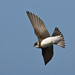Martin Vogel Photo 27