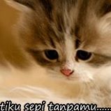 Syed Alam Photo 34
