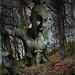 Forrest Woodland Photo 3