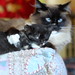 Ruth Pickett Photo 17