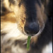 Savannah Bean Photo 12