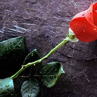 Rosella Rose Photo 5
