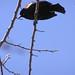 Don Wing Photo 14