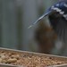Judy Bird Photo 24