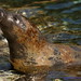 April Seal Photo 13