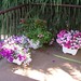 Alicia Flowers Photo 39