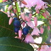 Donna Berry Photo 11