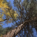 Jeffrey Forest Photo 7